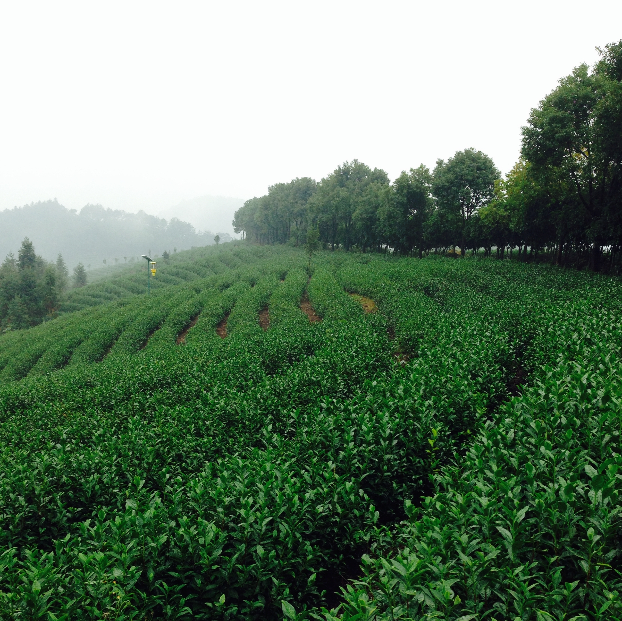 一棵茶树的故事